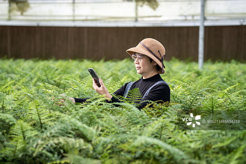 一个中年女性在植物大棚里图片素材