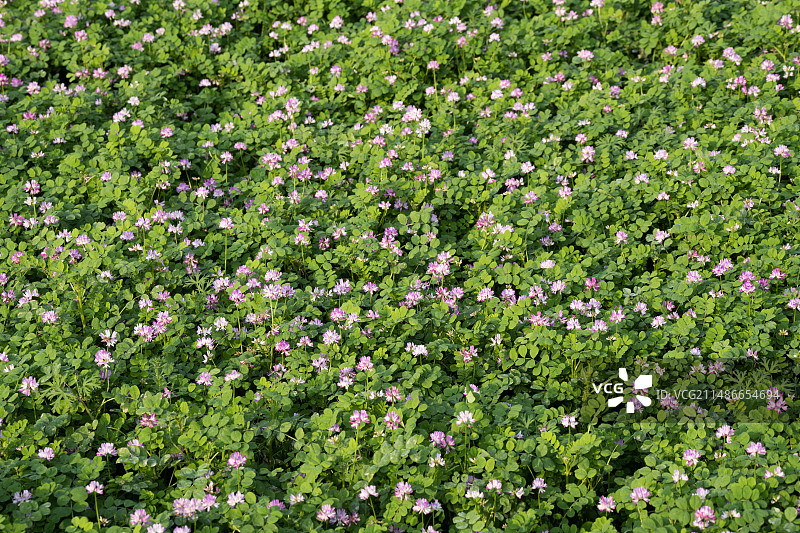 春天开满田野的紫云英花朵图片素材