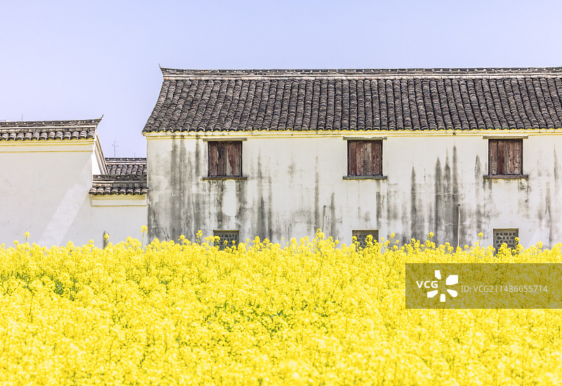 宁波李惠利故居旁油菜花盛开，与徽派建筑同框分外好看图片素材