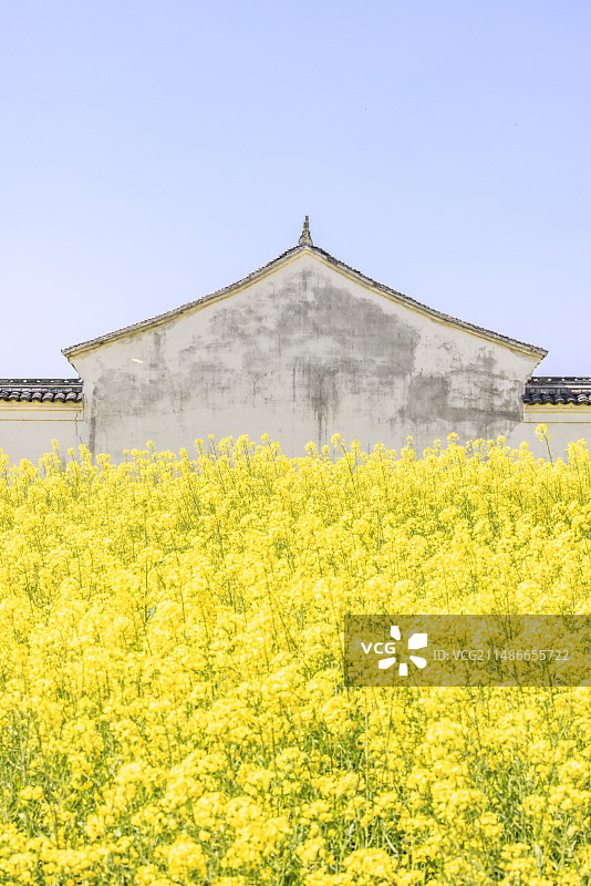 宁波李惠利故居旁油菜花盛开，与徽派建筑同框分外好看图片素材
