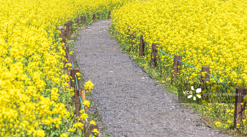 宁波鄞州区李惠利故居旁油菜花盛开图片素材