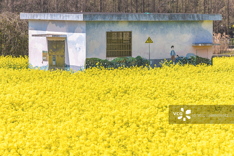 宁波鄞州区李惠利故居旁油菜花盛开图片素材