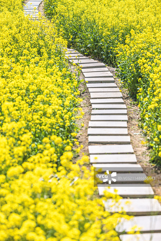 宁波鄞州区李惠利故居旁油菜花盛开图片素材