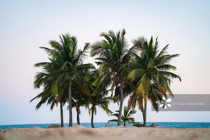 海边的沙滩和椰子树图片素材