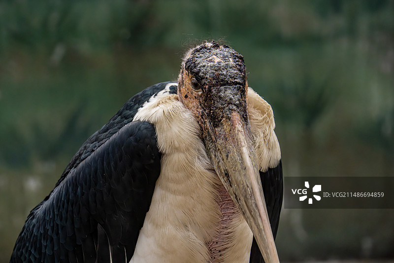 鸟的特写镜头图片素材