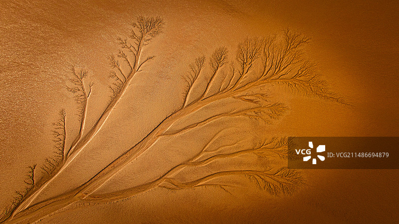 大地之树图片素材