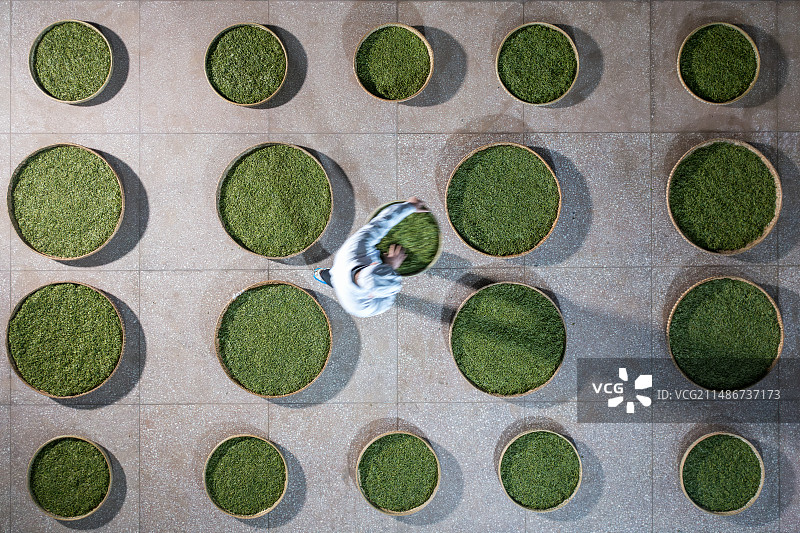 湖北利川文斗镇利川红茶叶加工厂2024年春茶加工鲜叶萎凋图片素材