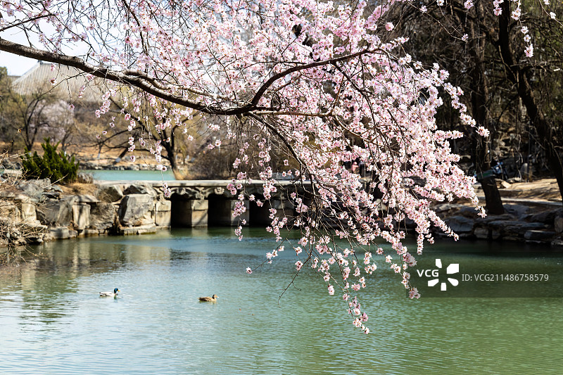 北京大学未名湖边的山桃花与一对野鸭图片素材