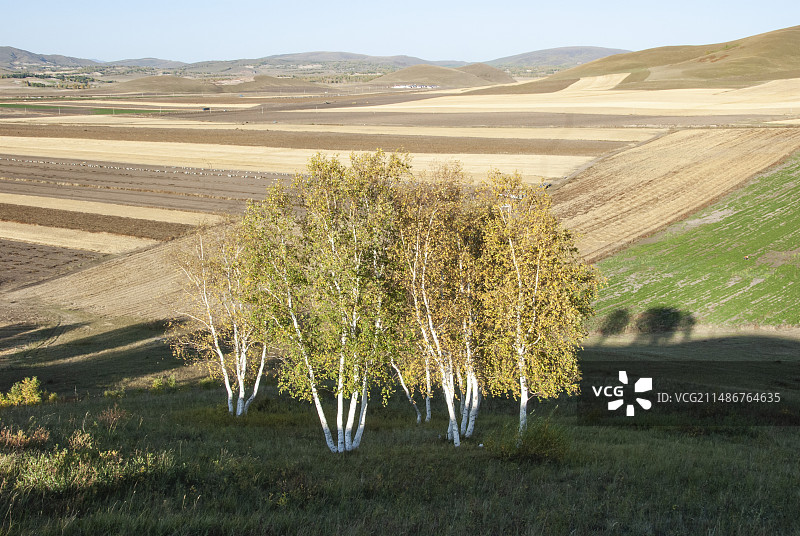 河北丰宁坝上秋天的荞麦田图片素材