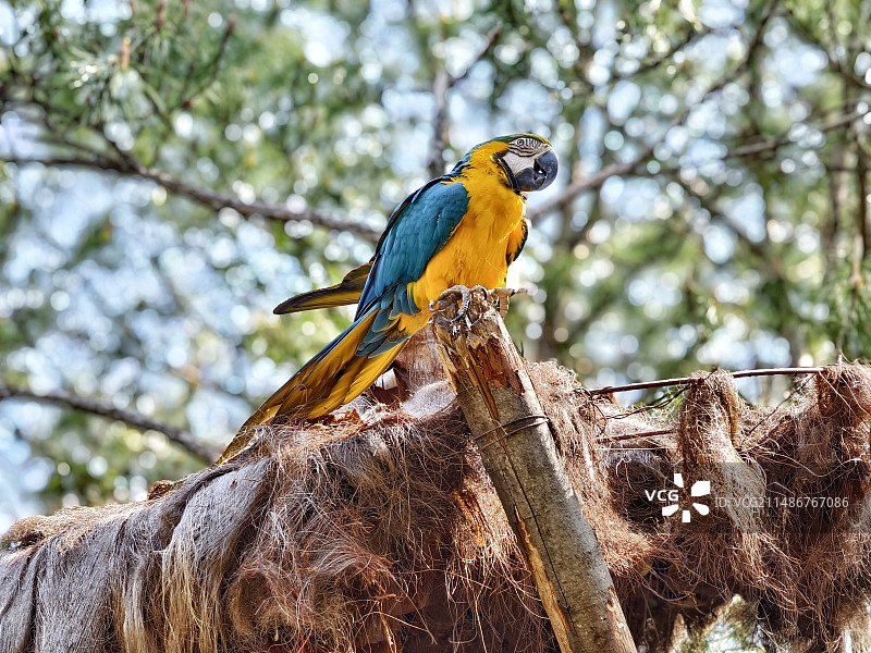金刚鹦鹉（拍摄于云南野生动物园）图片素材