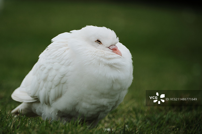 白鸽图片素材