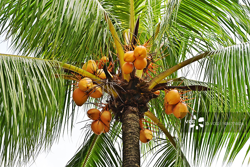 金灿灿的椰子图片素材