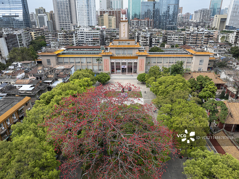 春天的花城，红棉绽放，广州少年儿童图书馆（原“星火燎原”馆）图片素材