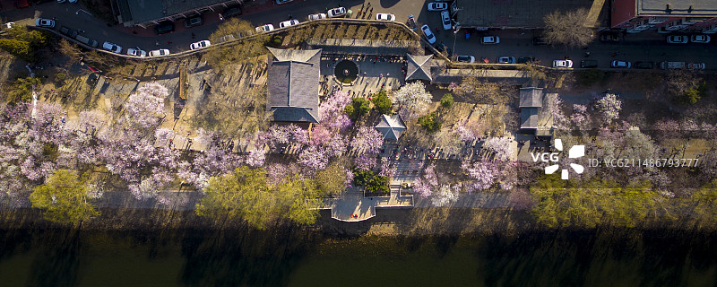 天津红桥区桃花堤桃花图片素材