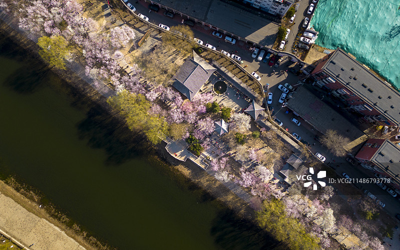 天津红桥区桃花堤桃花图片素材