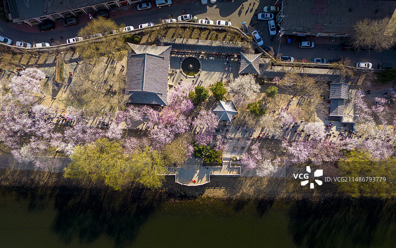 天津红桥区桃花堤桃花图片素材