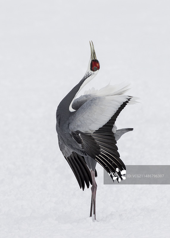 《向天歌》图片素材