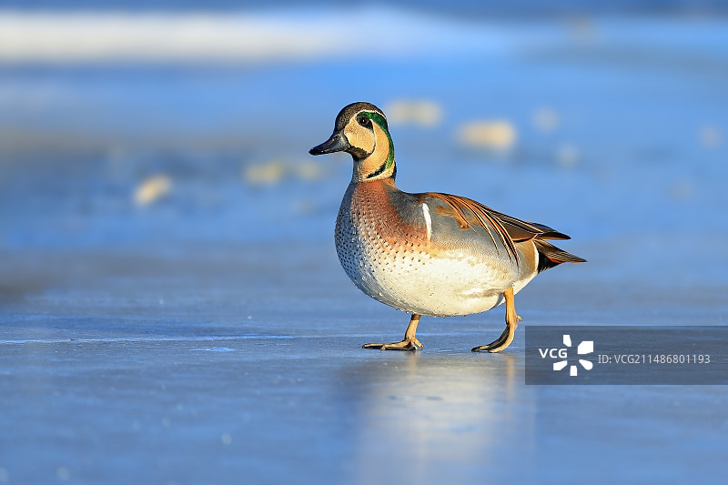 花脸鸭图片素材