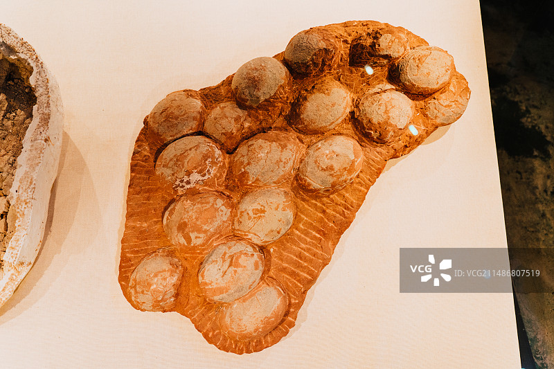 二连浩特博物馆恐龙化石图片素材