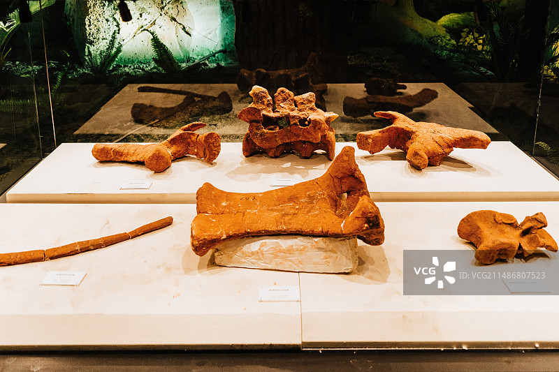 二连浩特博物馆恐龙化石图片素材