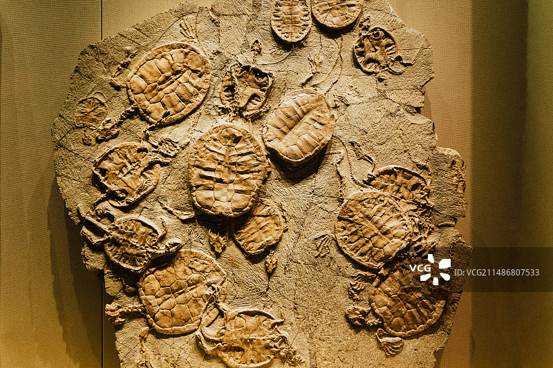 二连浩特博物馆恐龙化石图片素材