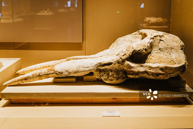 二连浩特博物馆恐龙化石图片素材