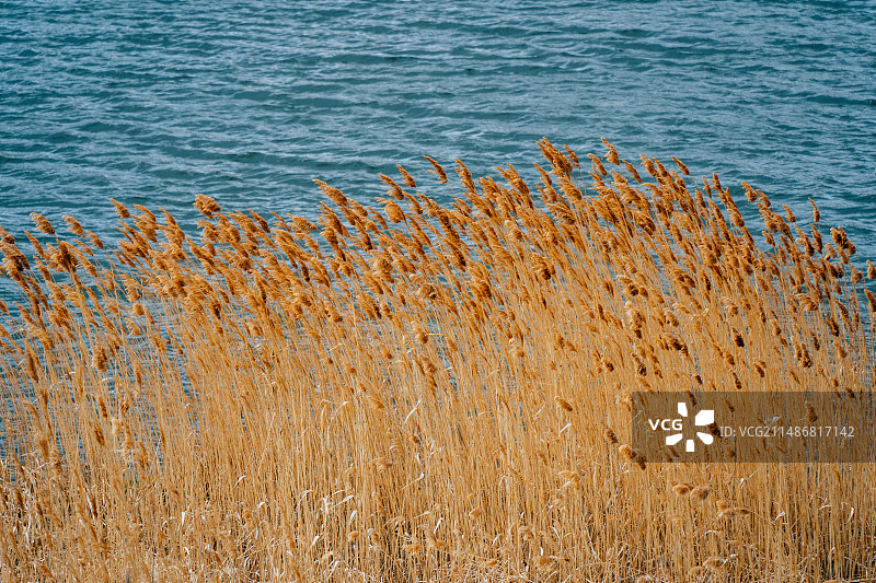 河边芦苇图片素材