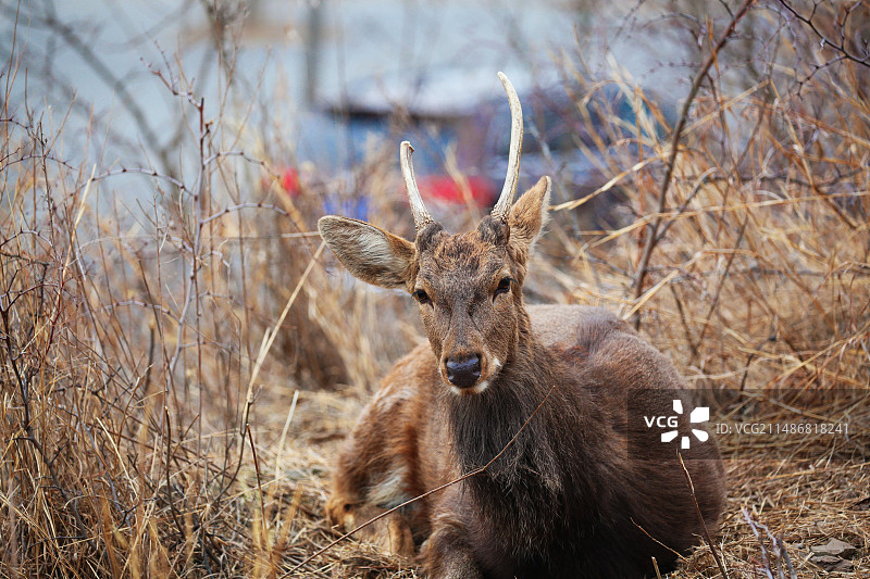 落寞的失败者图片素材