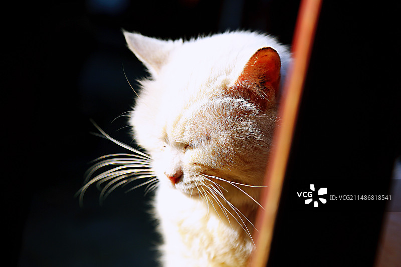 晒太阳的猫图片素材