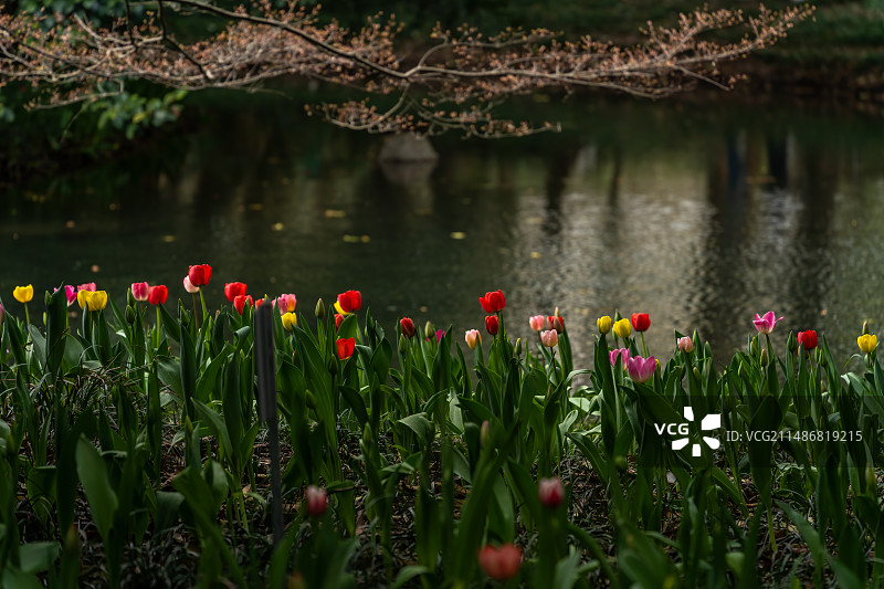 杭州西湖 太子湾公园 春天 郁金香花展 莫奈花园图片素材