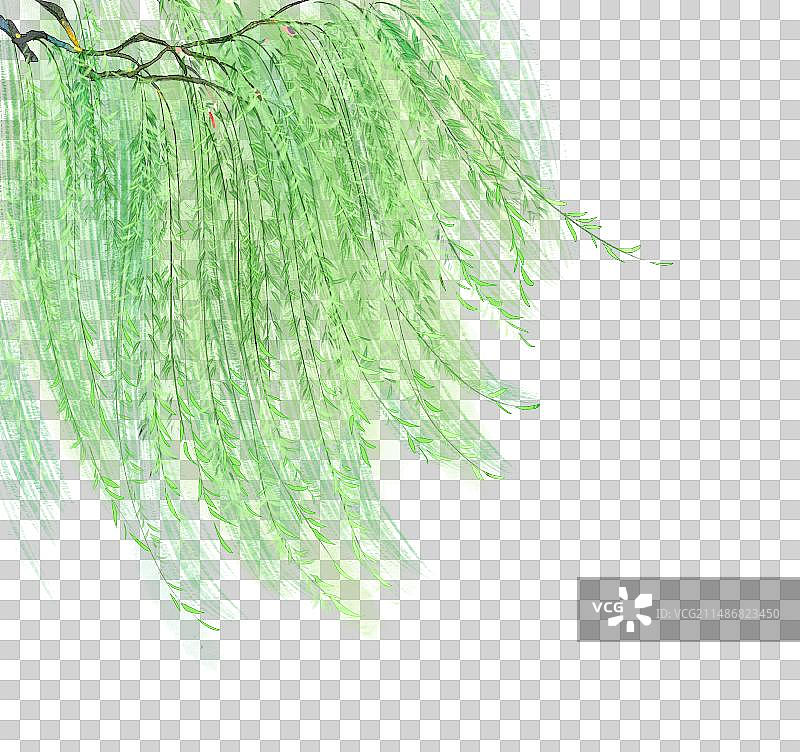 一棵柳树垂下柳枝图片素材