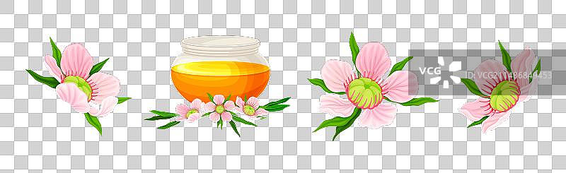 桃金娘或茶树开花植物图片素材