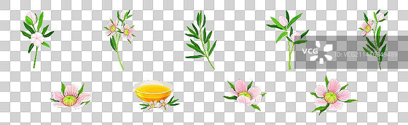 桃金娘或茶树开花植物图片素材