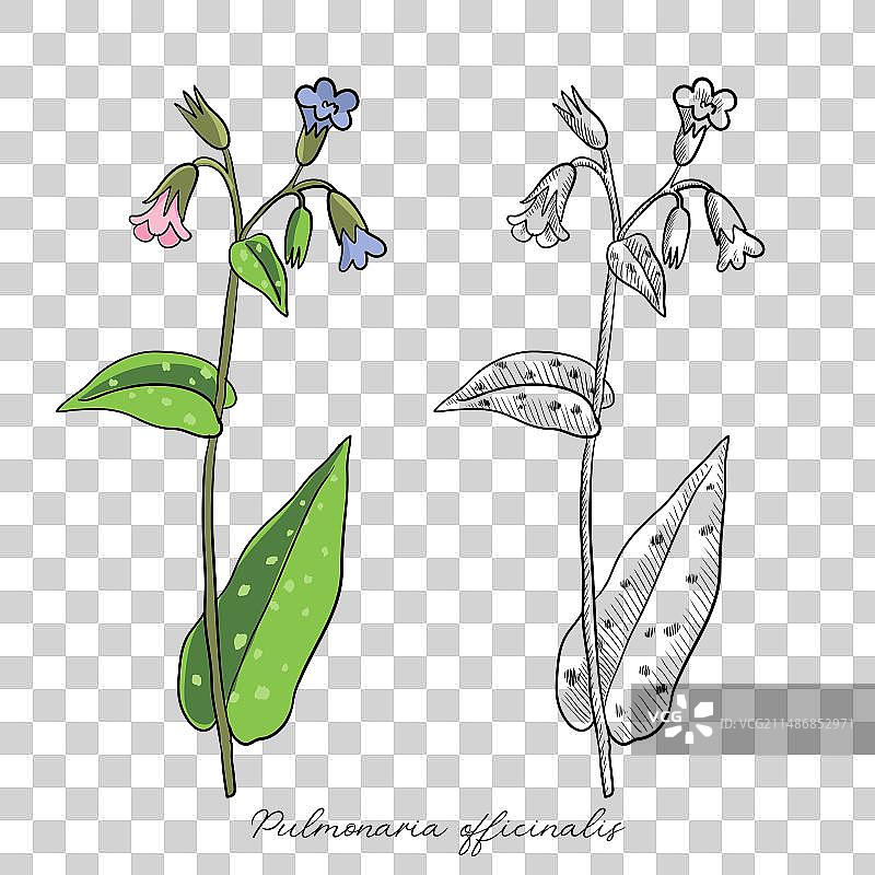 肺草绘画图片素材