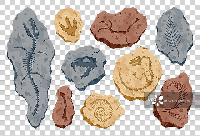 带有侏罗纪印记的考古化石图片素材