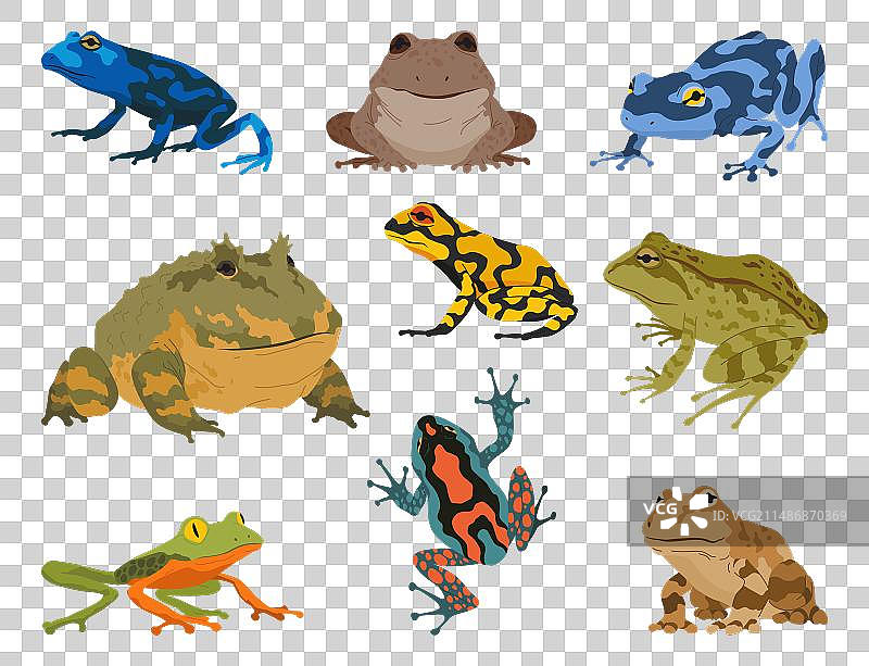 青蛙蟾蜍两栖动物物种图片素材