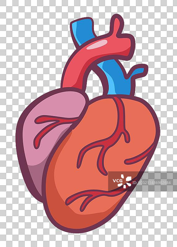 人体内部器官 - 心脏信息海报图片素材