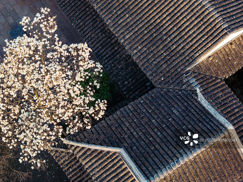 苏州耦园，春天玉兰花开图片素材