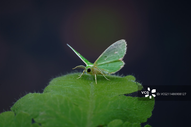 小绿蛾图片素材