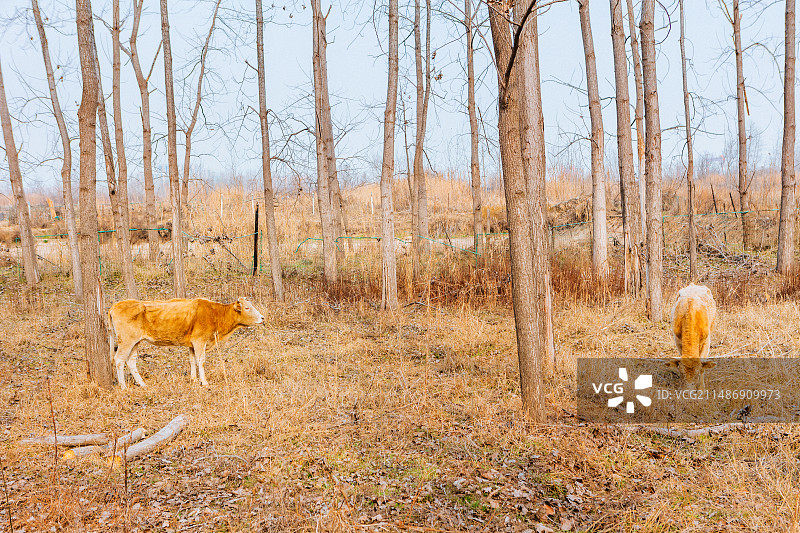 养殖肉牛图片素材
