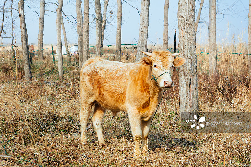 养殖肉牛图片素材