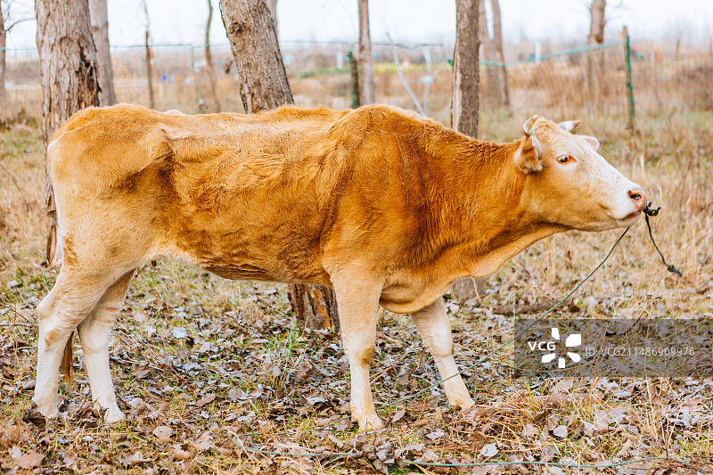 养殖肉牛图片素材