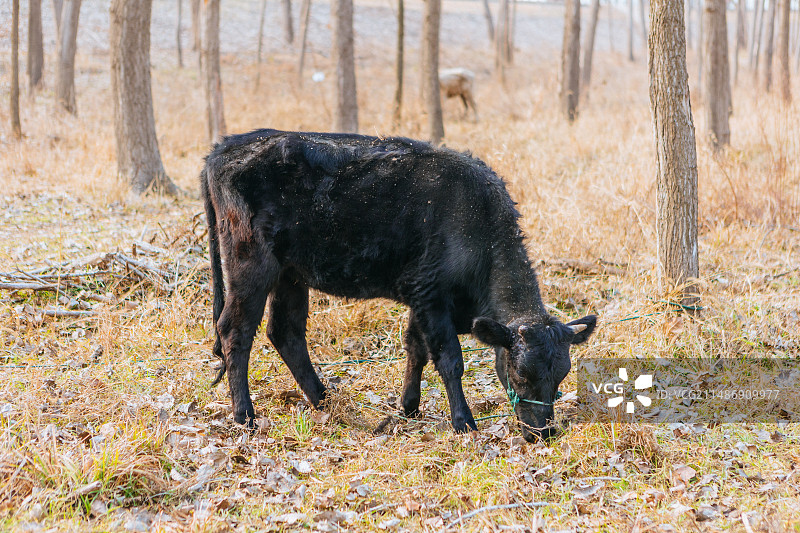 养殖肉牛图片素材