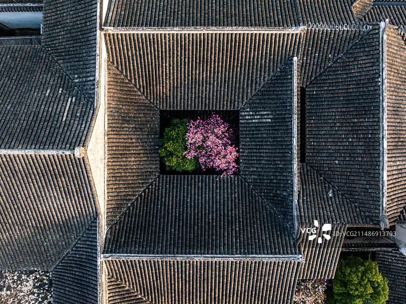 苏州园林，耦园，春天，玉兰花开图片素材