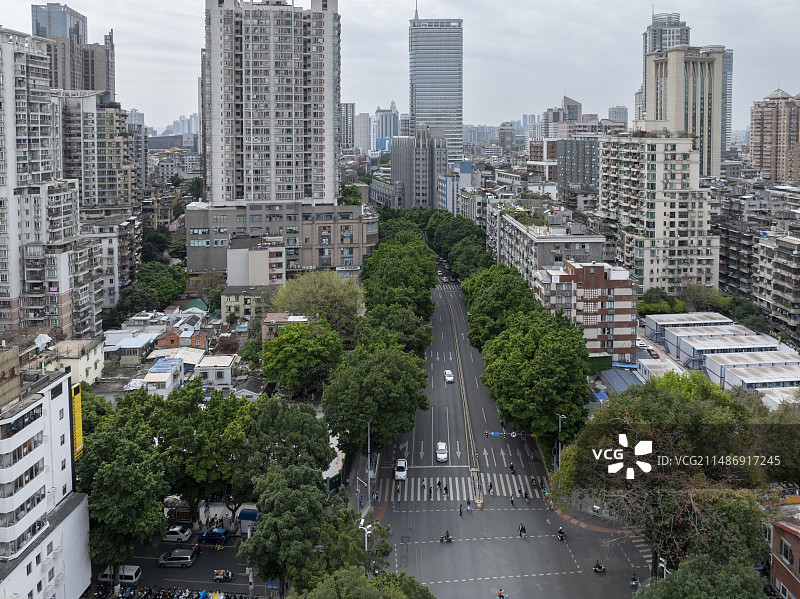 春天的花城红棉绽放，越秀区，航拍中山路沿线城市与人文景观图片素材