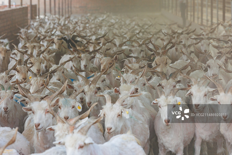 宁夏盐池滩羊养殖羊羔山羊图片素材
