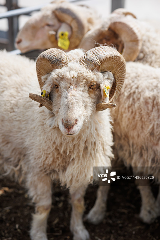 宁夏盐池滩羊养殖羊羔山羊图片素材