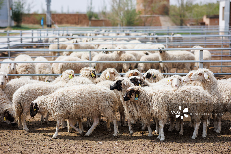 宁夏盐池滩羊养殖羊羔山羊图片素材