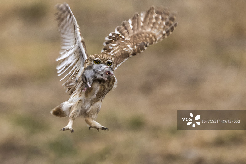 纵纹腹小鸮图片素材