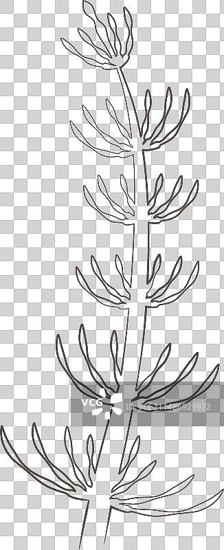手绘药用植物马尾草图片素材